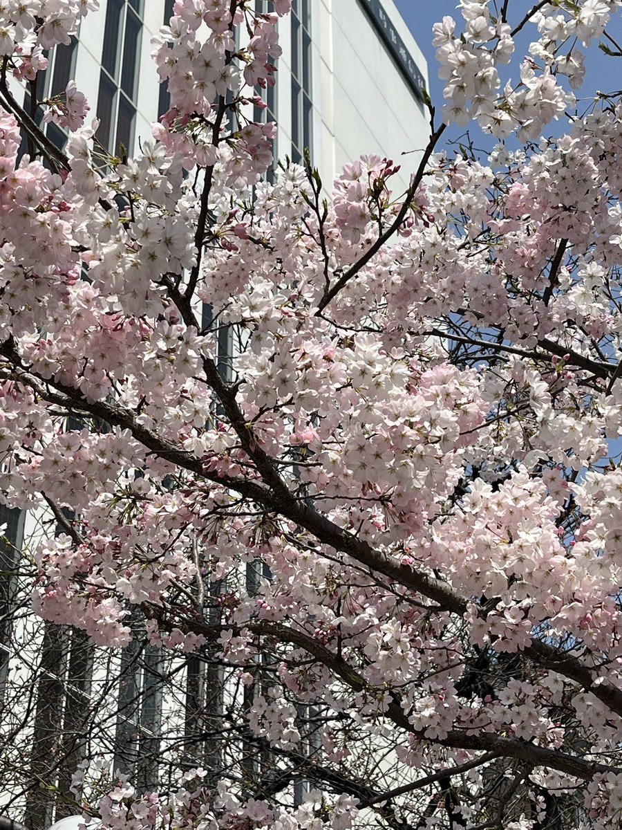 101NIHONGO101's tweet photo. 🇯🇵桜(さくら)🌸🇯🇵

今(いま)まさに日本(にほん)は桜シーズンで、花(はな)だけではなくドリンクやアイスクリームなどの食べ物(たべもの)もサクラ味(あじ)のものがでてます😊

#Japanese  #nihongo #日本語 #にほんご #JLPT #langtwt #studytwt #nihongo101 #漢字 #kanji #일본어 #단어 #한자 https://t.co/YQEAM05SO7