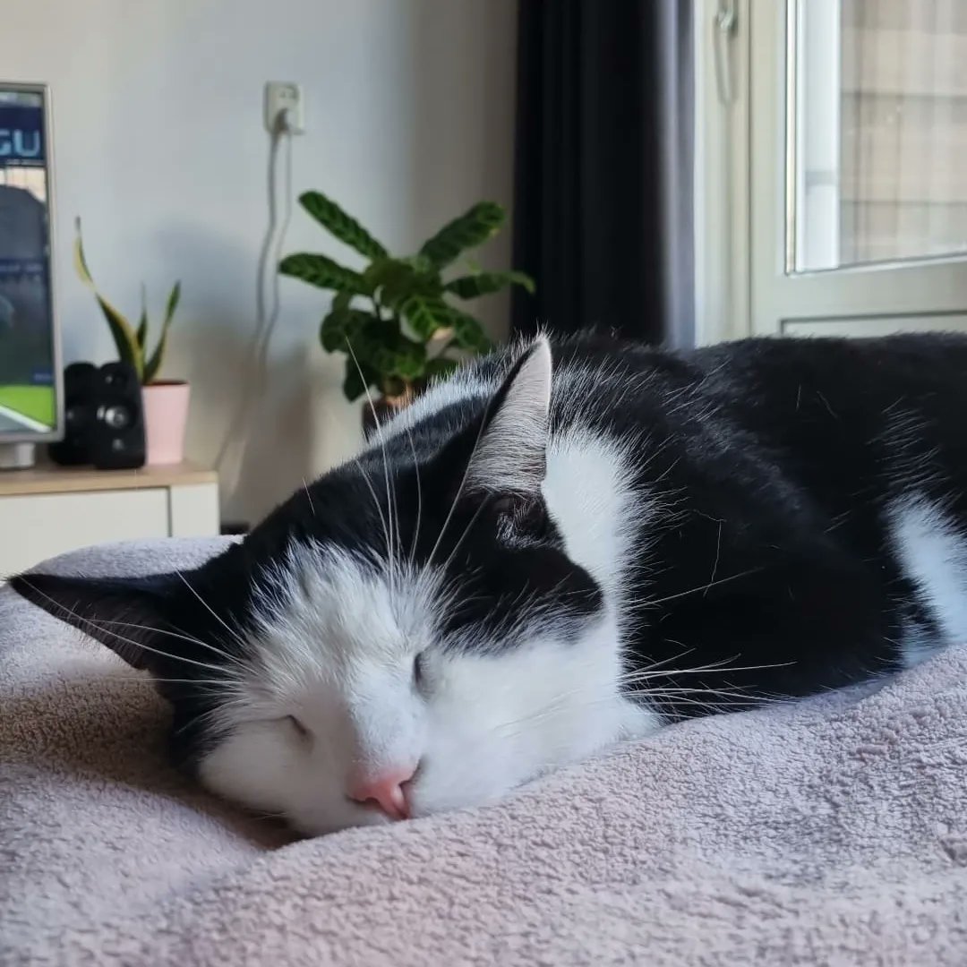 Mijn kleine knuffelbeer is twee jaar geworden ❤️😸