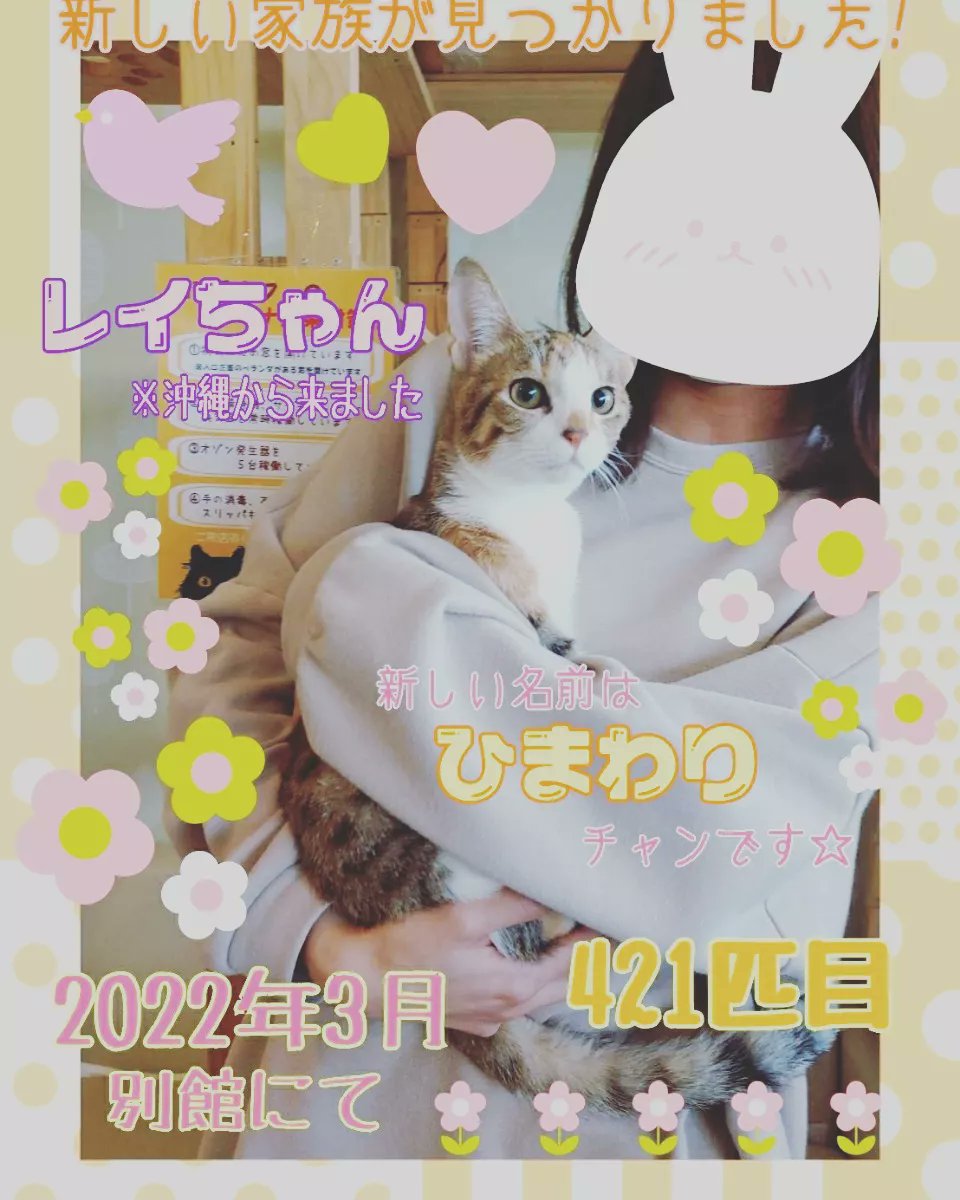 猫カフェ 猫まるカフェ別館 Nekomaru East Twitter