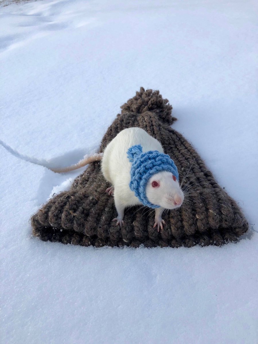 rat 🎩