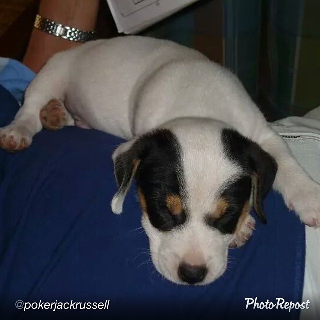 jackrussellfans's tweet photo. https://t.co/LMHtTQtsVZ