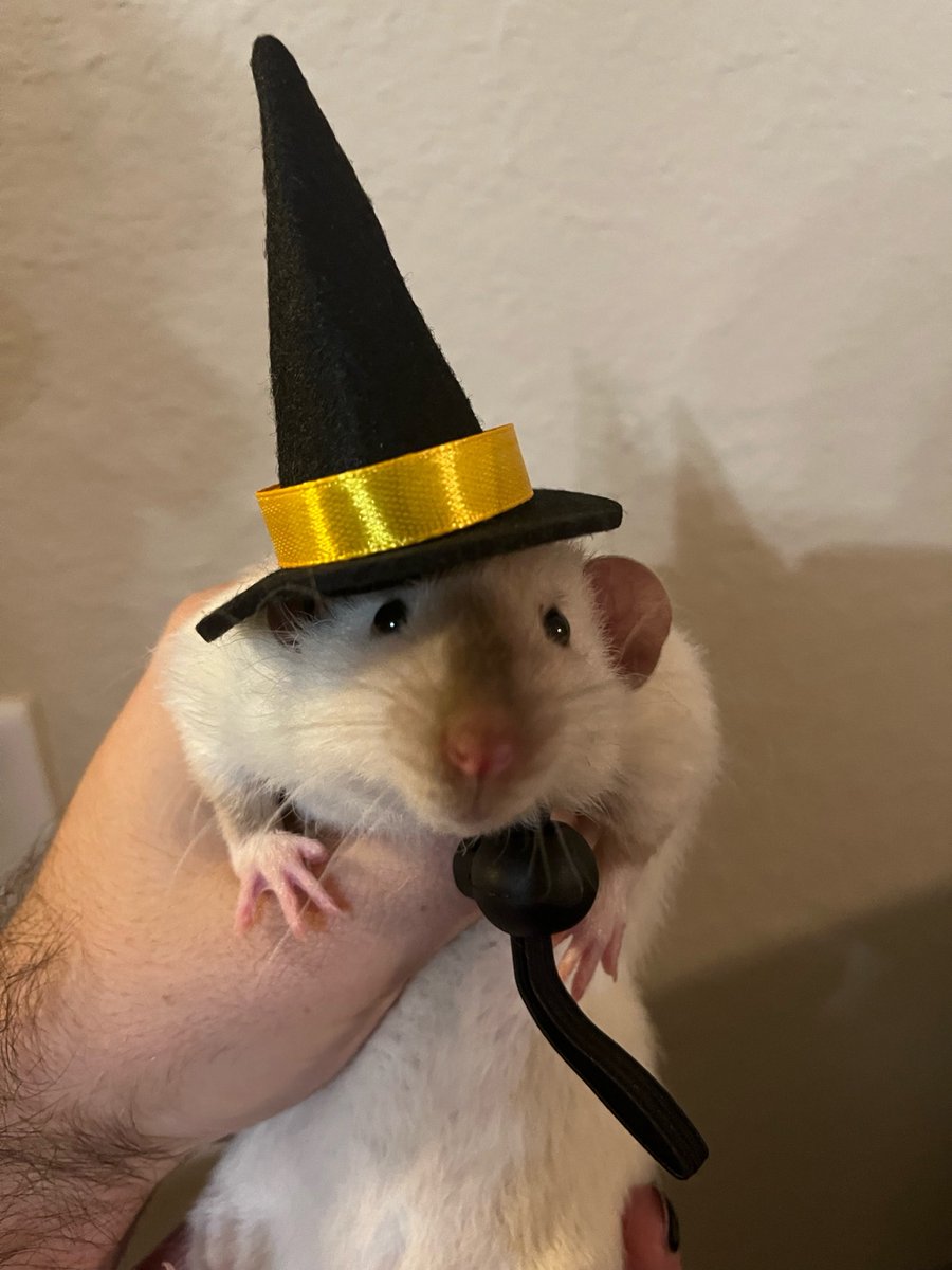 rat 🎩
