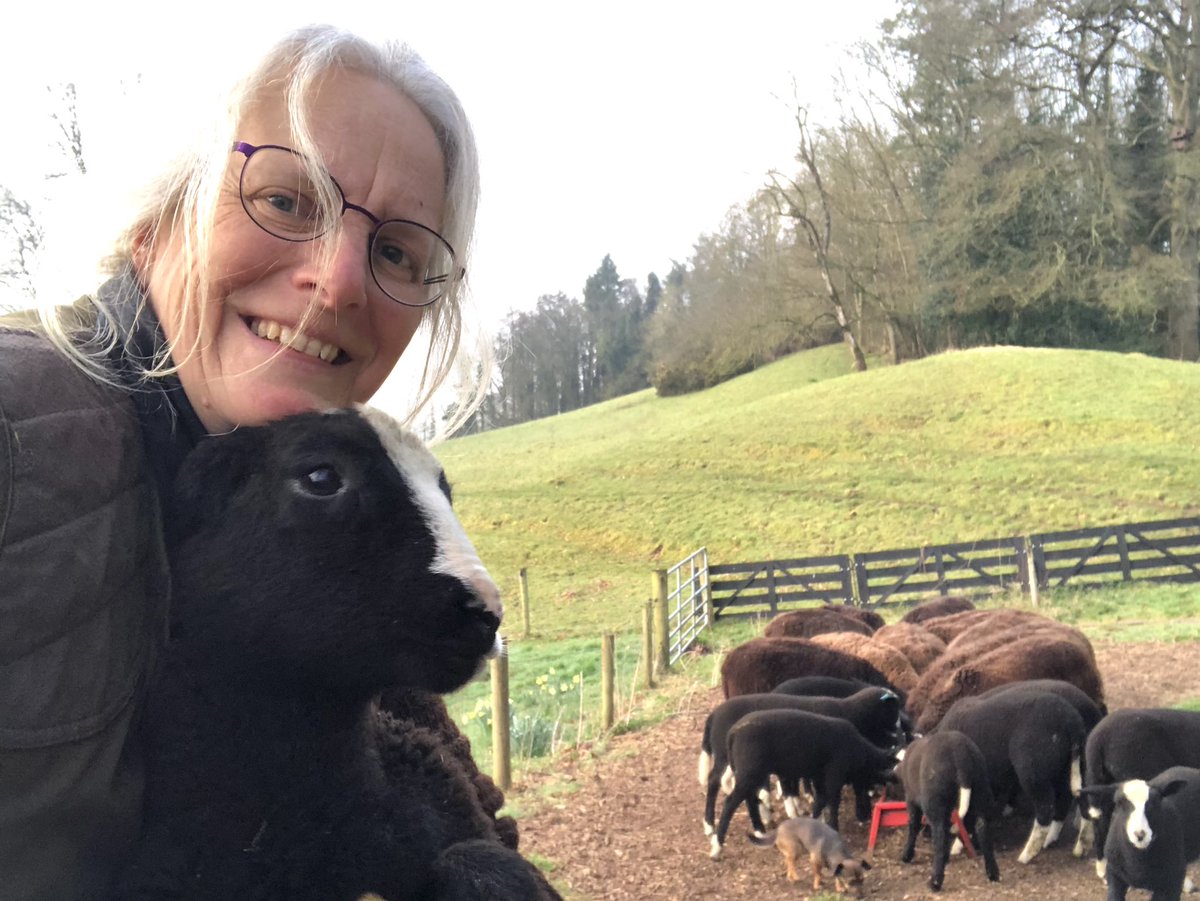 Zwartbles Ireland • Suzanna Crampton tweet media