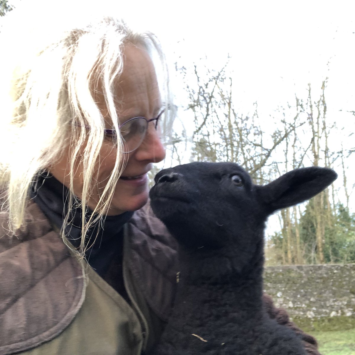 Zwartbles Ireland • Suzanna Crampton tweet media