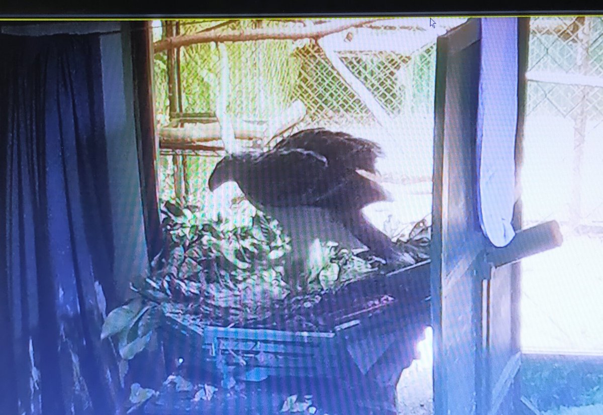 TSnrlls's tweet photo. Here's Philippine eagle "Espoir" (#chick29) under cctv surveillance. Live footages from this camera provides us greater access to monitor his growth and development! 🤗🤍🦅
#BiodiversityPH #PhilippineEagle #ConservationBreeding #EndangeredSpecies https://t.co/ejuZWQUHbb