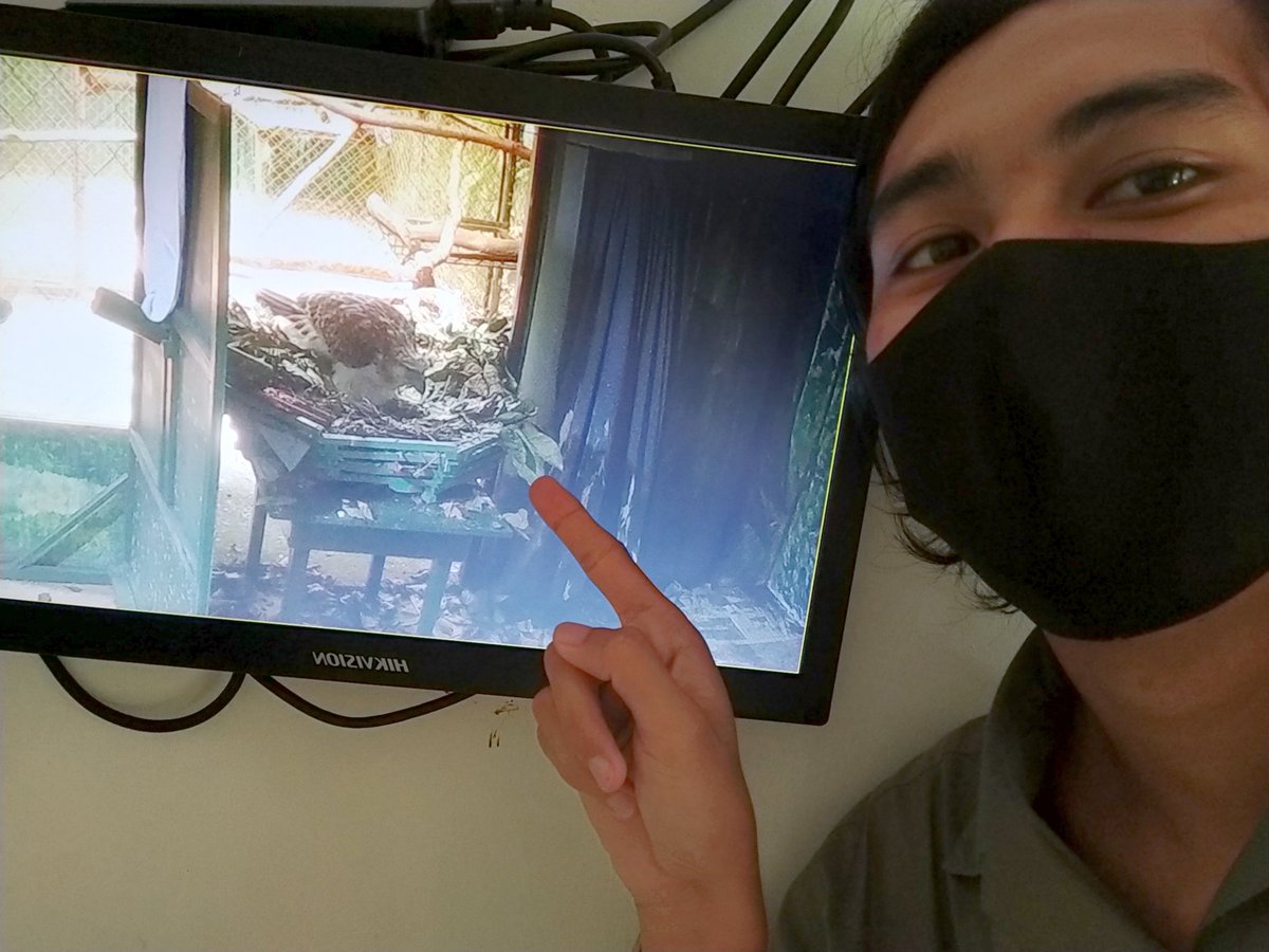 TSnrlls's tweet photo. Here's Philippine eagle "Espoir" (#chick29) under cctv surveillance. Live footages from this camera provides us greater access to monitor his growth and development! 🤗🤍🦅
#BiodiversityPH #PhilippineEagle #ConservationBreeding #EndangeredSpecies https://t.co/ejuZWQUHbb
