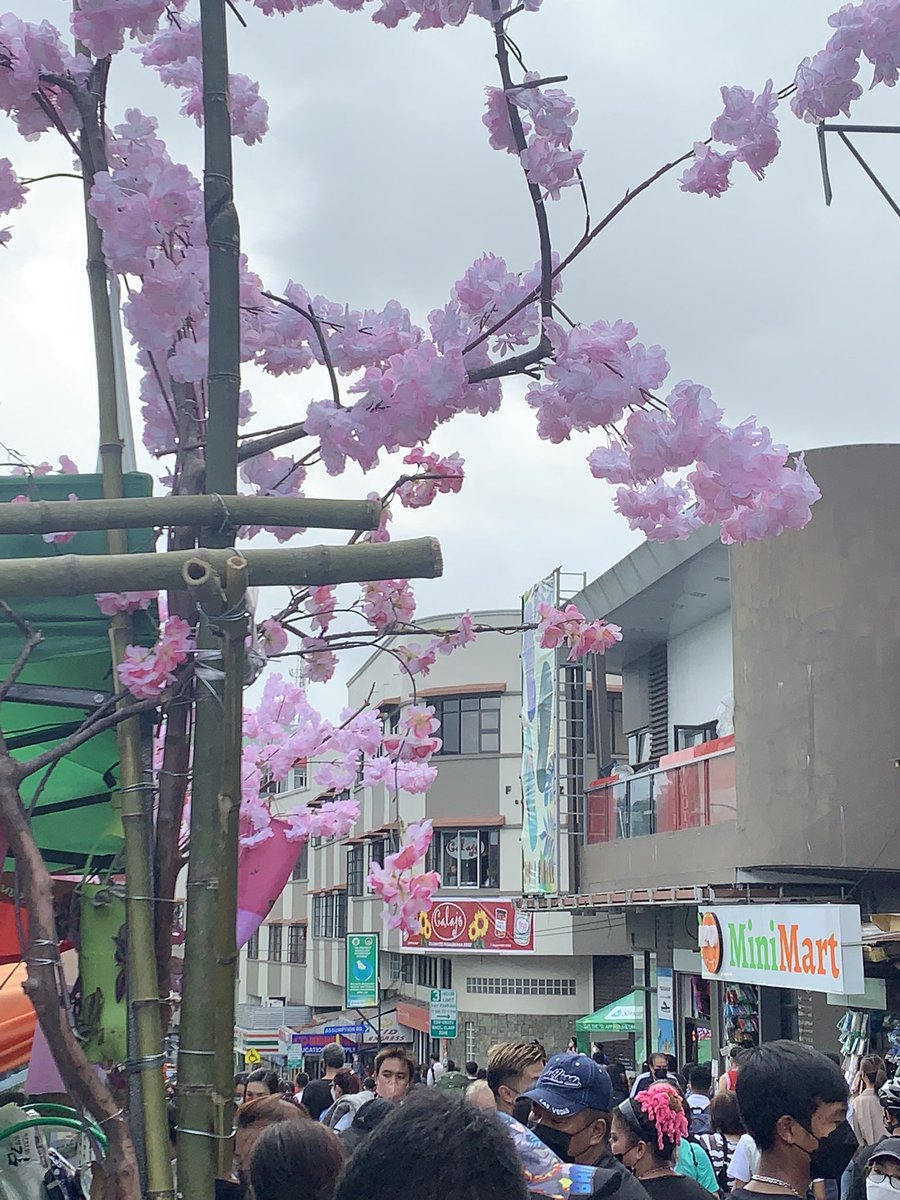 babyteddyburr's tweet photo. Tamang stroll #alterbaguio #sessionroadinbloom https://t.co/Ju55NGikrd