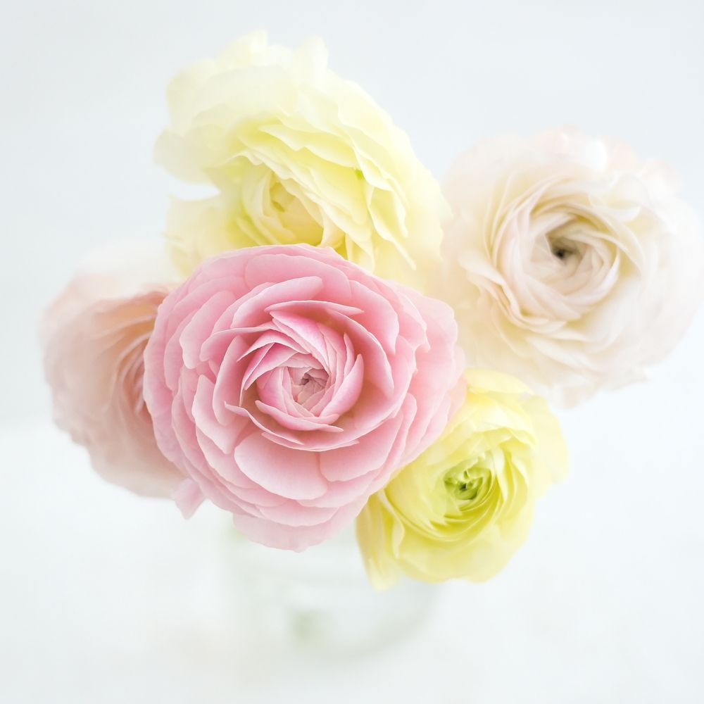 ハナラボノート 切花図鑑 ラナンキュラス 花言葉 出回り時期 花もち 飾り方 切花情報サイト ハナラボノート T Co Sli3cbrbab T Co Pkdg46pltv Twitter