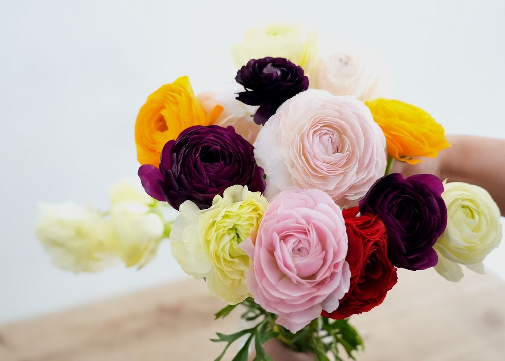 ハナラボノート 切花図鑑 ラナンキュラス 花言葉 出回り時期 花もち 飾り方 切花情報サイト ハナラボノート T Co Sli3cbrbab T Co Pkdg46pltv Twitter