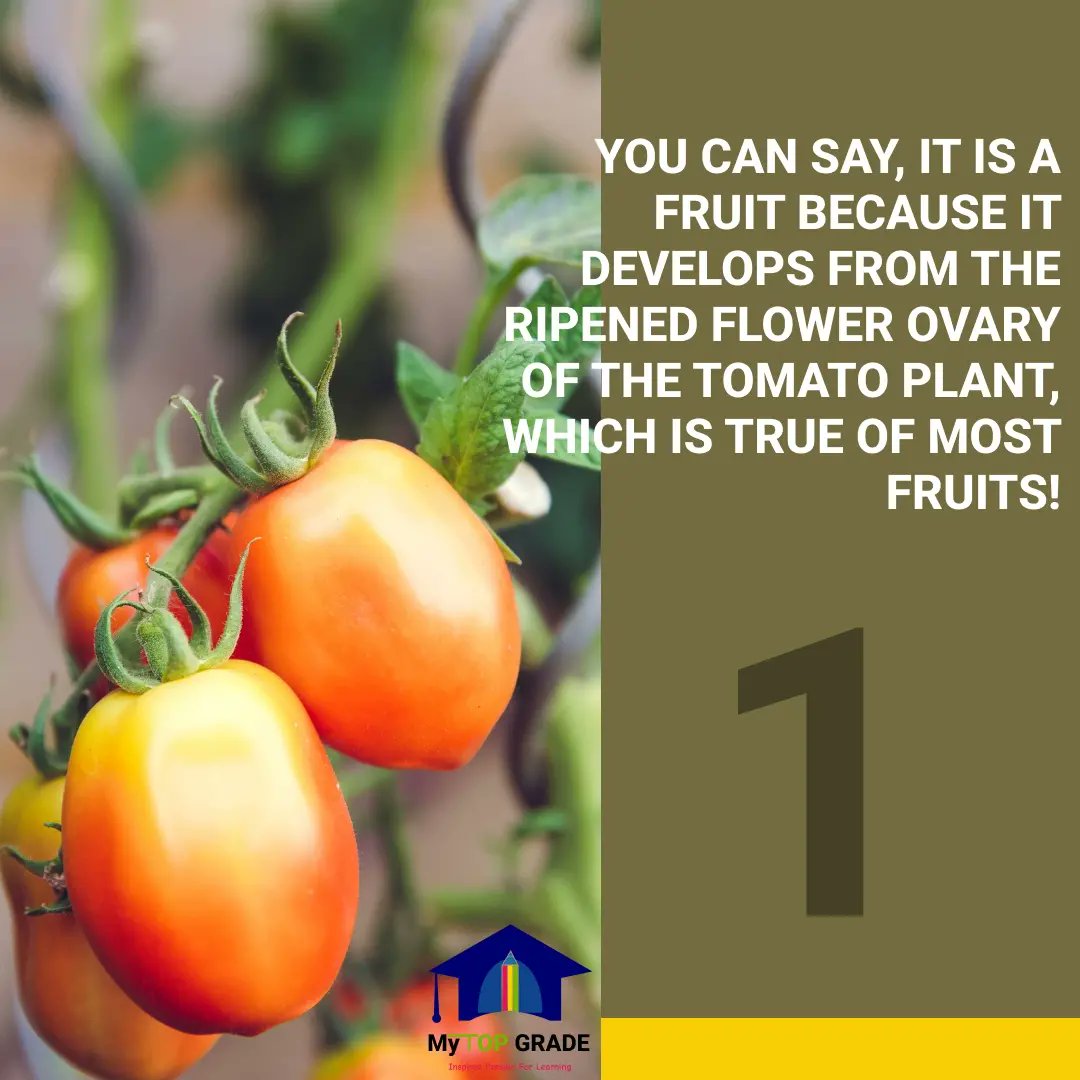 mytopgrade's tweet photo. Test your knowledge of basic science. Are tomatoes actually in the family of veggies? Share your concern and thoughts if you're one of those who still think otherwise.
#basics #basicscience #basicstudies #agriculture #sciencefacts #jss1 https://t.co/OEOHtNVcs0