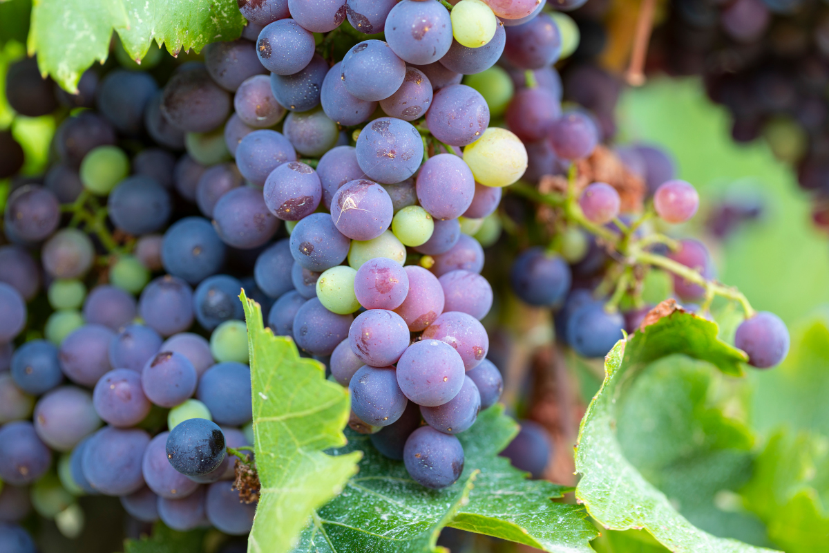 agriculturacat's tweet photo. 🍇Iniciem el Pla de control de la Llei de la cadena alimentària en el sector del raïm per a vinificació.
✅Es centra en els principals cellers elaboradors de Catalunya.
✅S’incidirà en el preu del raïm i el càlcul dels costos de producció.
#CadeCAT
👉 https://t.co/RkFO0dlmhK https://t.co/WyNpgUz3Fu