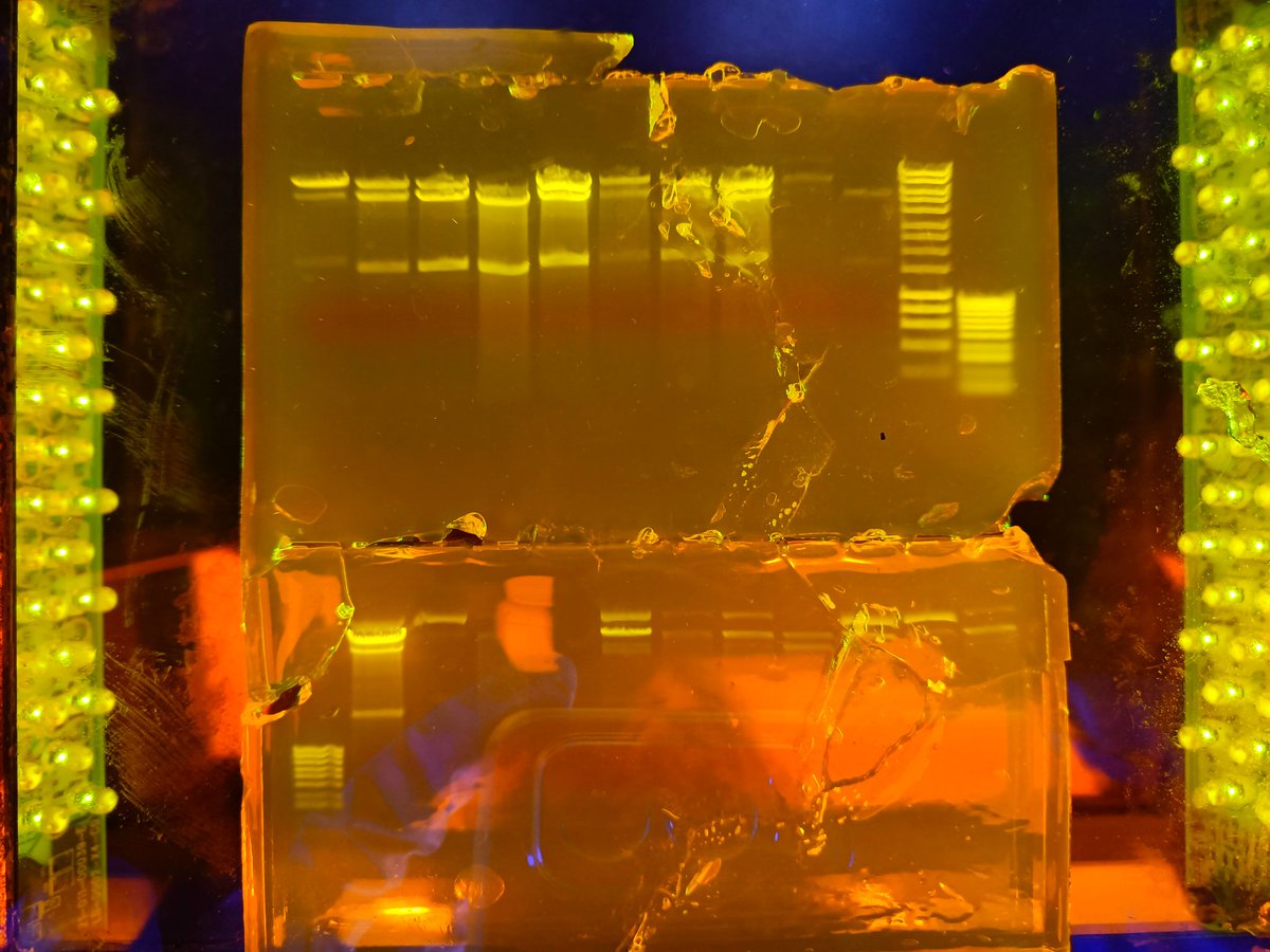katatrepip's tweet photo. Imagine you spent two weeks cloning, mutating, and digesting. You finally run your samples on a gel and *SPLAT* you drop your weeks of work on the lab floor. You're only choice? Spend your lunch piecing back your gel and creating a slimy DNA filled mosaic... #lablife #genetics https://t.co/4lQ1Qo4fzJ