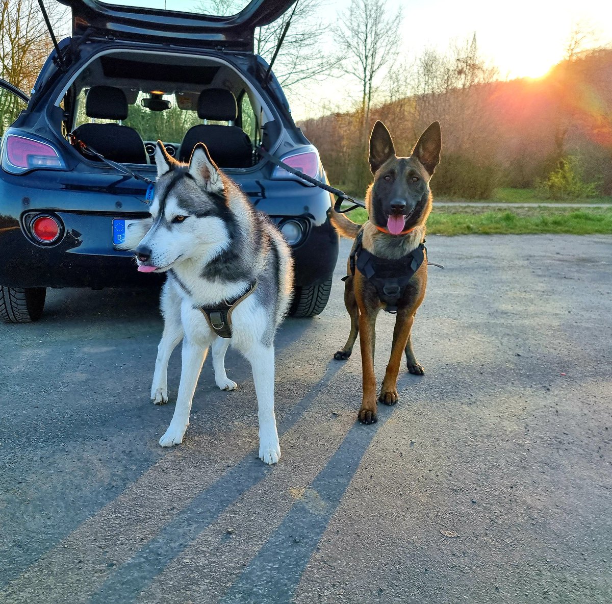 CS_K9_'s tweet photo. Guten Morgen, schönen Start in den Tag. 
#K9 #K9training #dogsoftwitter #DogsofTwittter #Training #Malinois #Husky https://t.co/D7njILwvgI