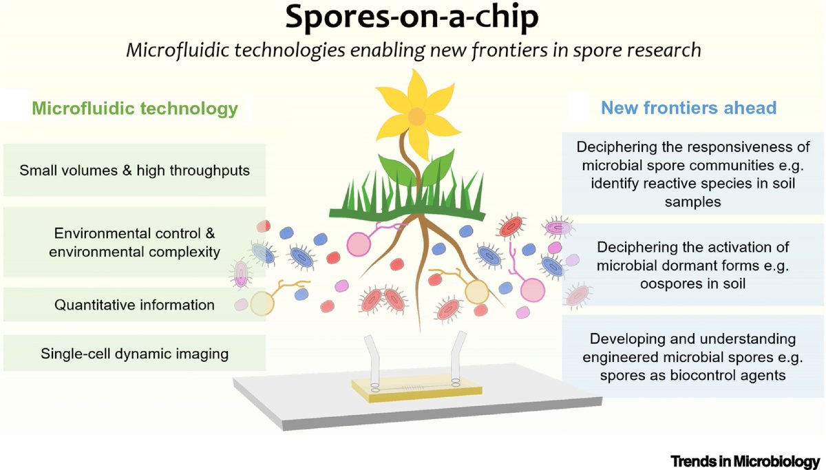 Out online now: Claire Stanley and colleagues review spores-on-a-chip technologies in this Forum piece.

<a href="/TheStanleyLab/">Stanley Lab</a> <a href="/gbstan/">Prof Guy-Bart Stan</a> <a href="/ImperialBioeng/">Imperial Bioengineering</a> 

sciencedirect.com/science/articl…