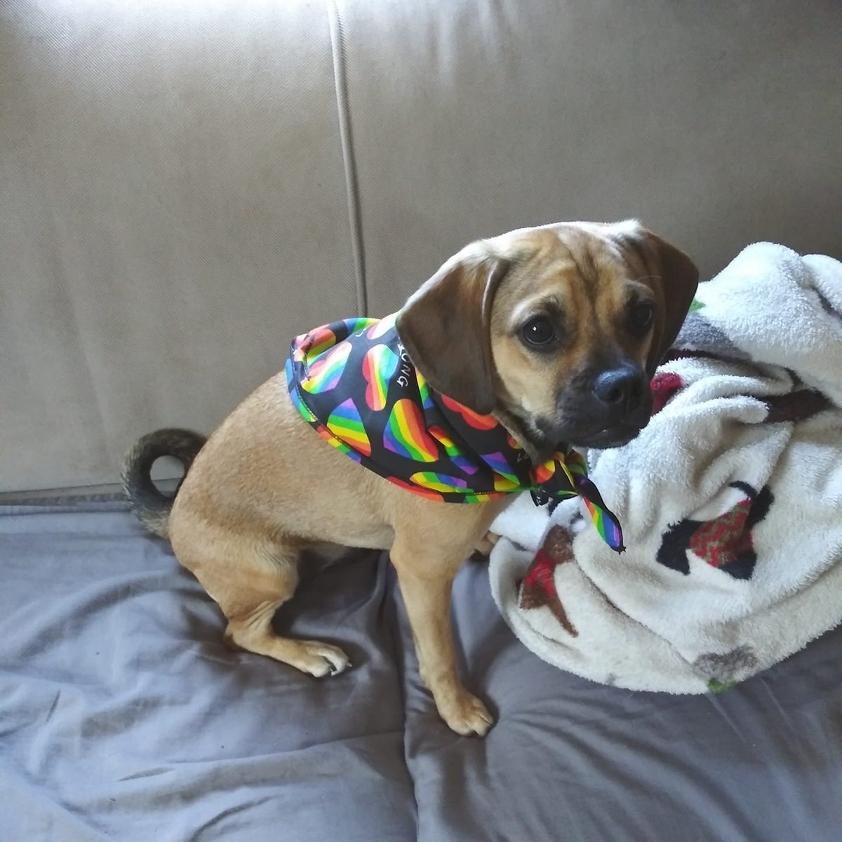 marillion13's tweet photo. #Woof, bark a FURriendly hello to cute puppy Frankie, his human mom Courtney Zuniga submitted the photo to the daily @PawMyGosh #Newsletter as #FanPhotoOfTheDay. 
#DogsOfTwitter #DogsOfFacebook #DogLovers.
🐶🐶🐶💉💉💉😷😷😷🐾🐾🐾💖💖💖
#WearAMask &amp; #GetBoostered. Like I do/did. https://t.co/i7DJGrWvIo