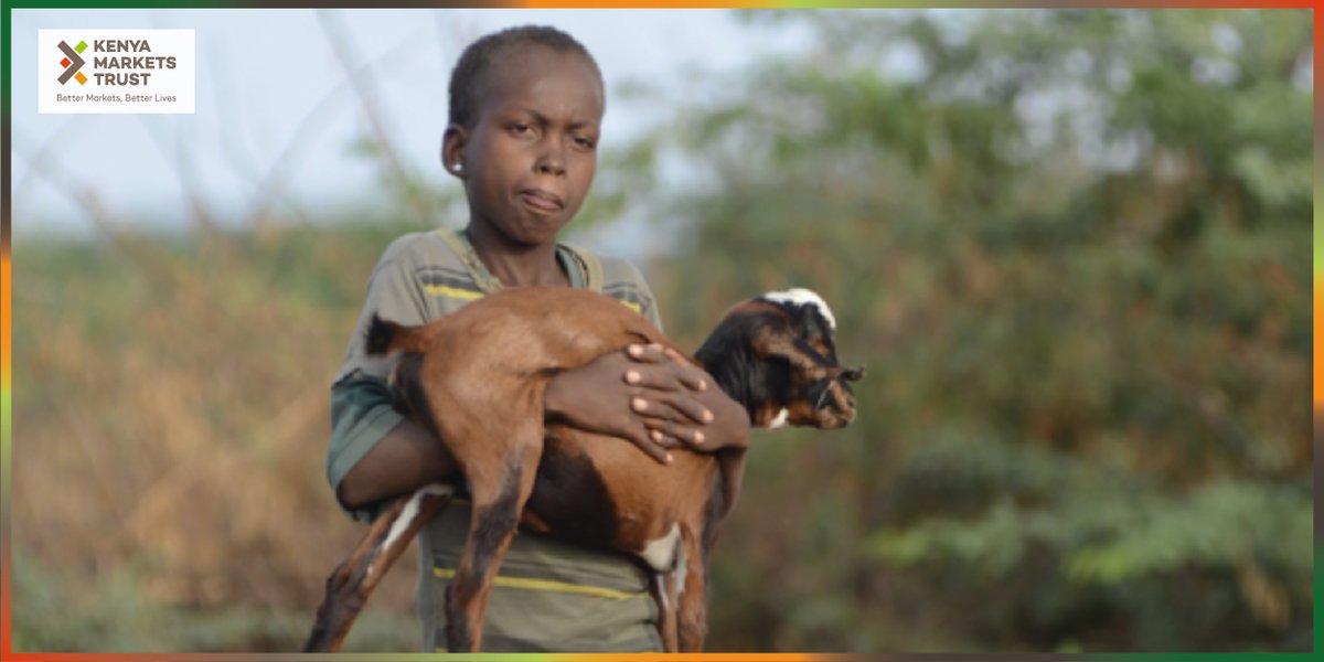 They say a photo is worth a 1000 words. What do you see?

We see a boy whose education is dependent on #livestock. We see a family whose primary source of livelihood is livestock. We see a region that's most likely in Kenya's #ASALs. But all in all, we see potential and hope.