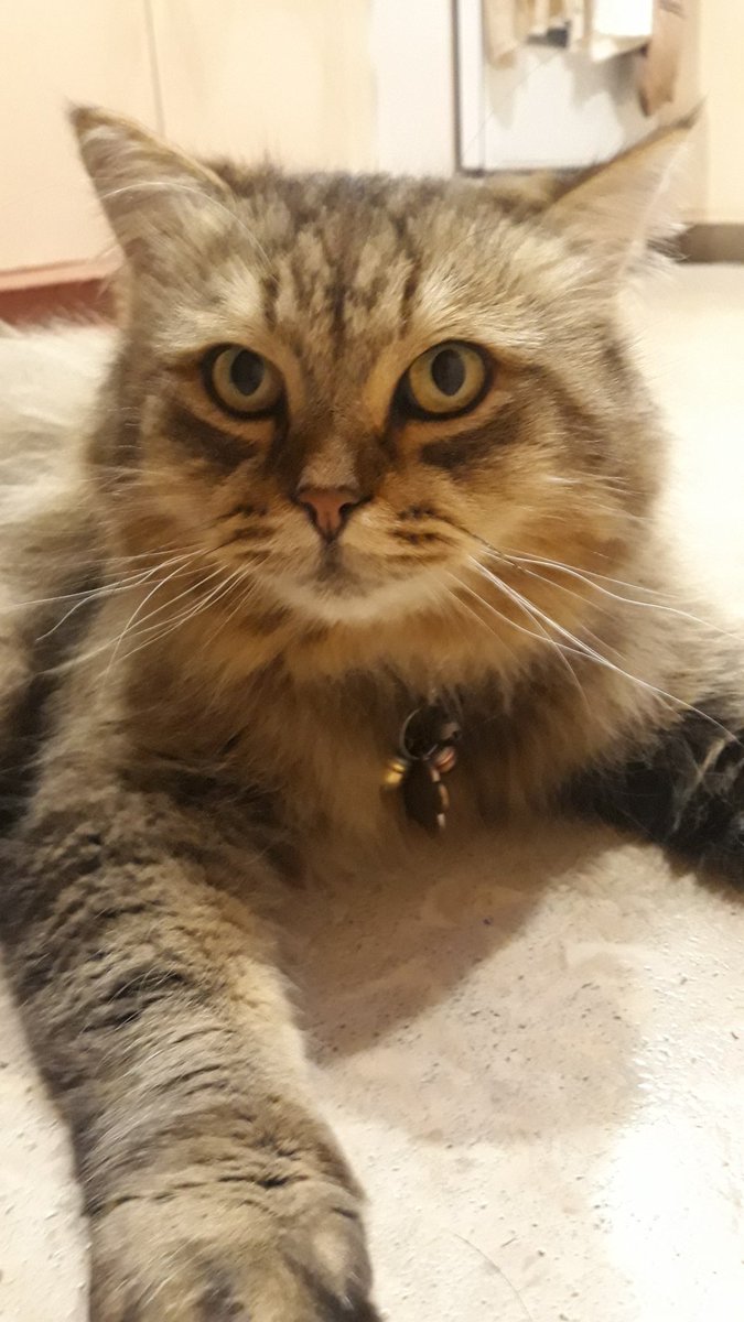 TheRevChuckles's tweet photo. My boi Monty turned 6 today 😊 https://t.co/w0mRGgR0X1