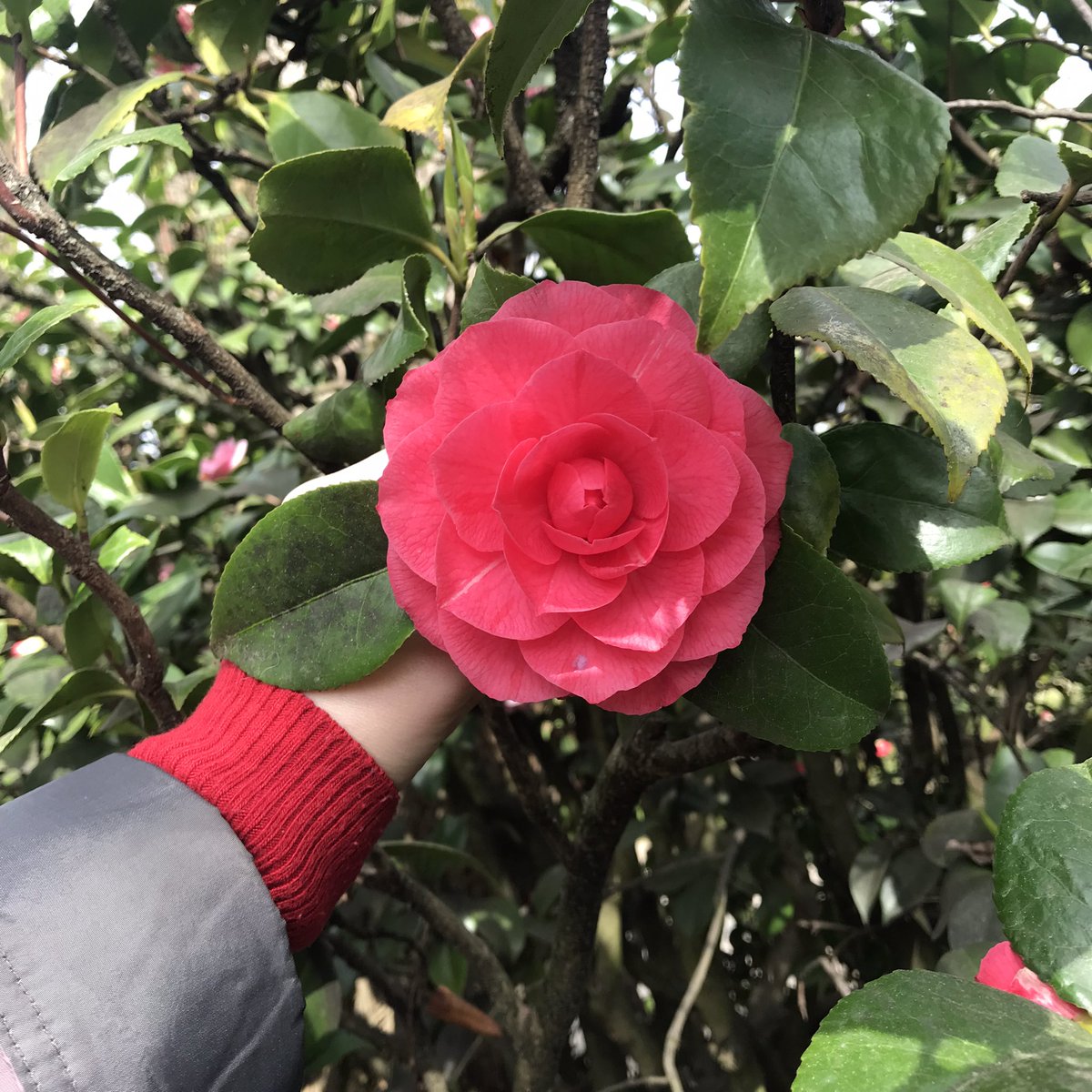 everfallcottage's tweet photo. saw camellias irl for the first time https://t.co/hIiXJxfUCw