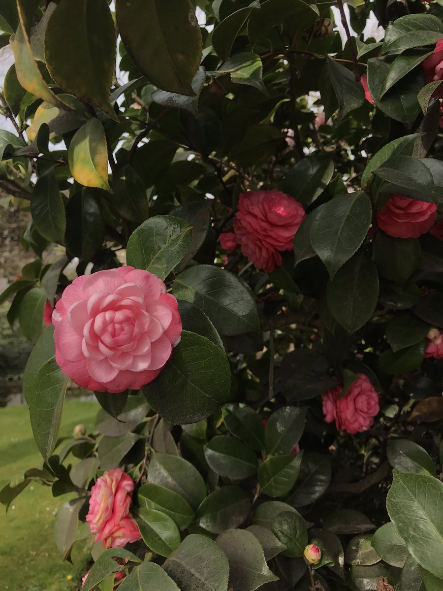 everfallcottage's tweet photo. saw camellias irl for the first time https://t.co/hIiXJxfUCw