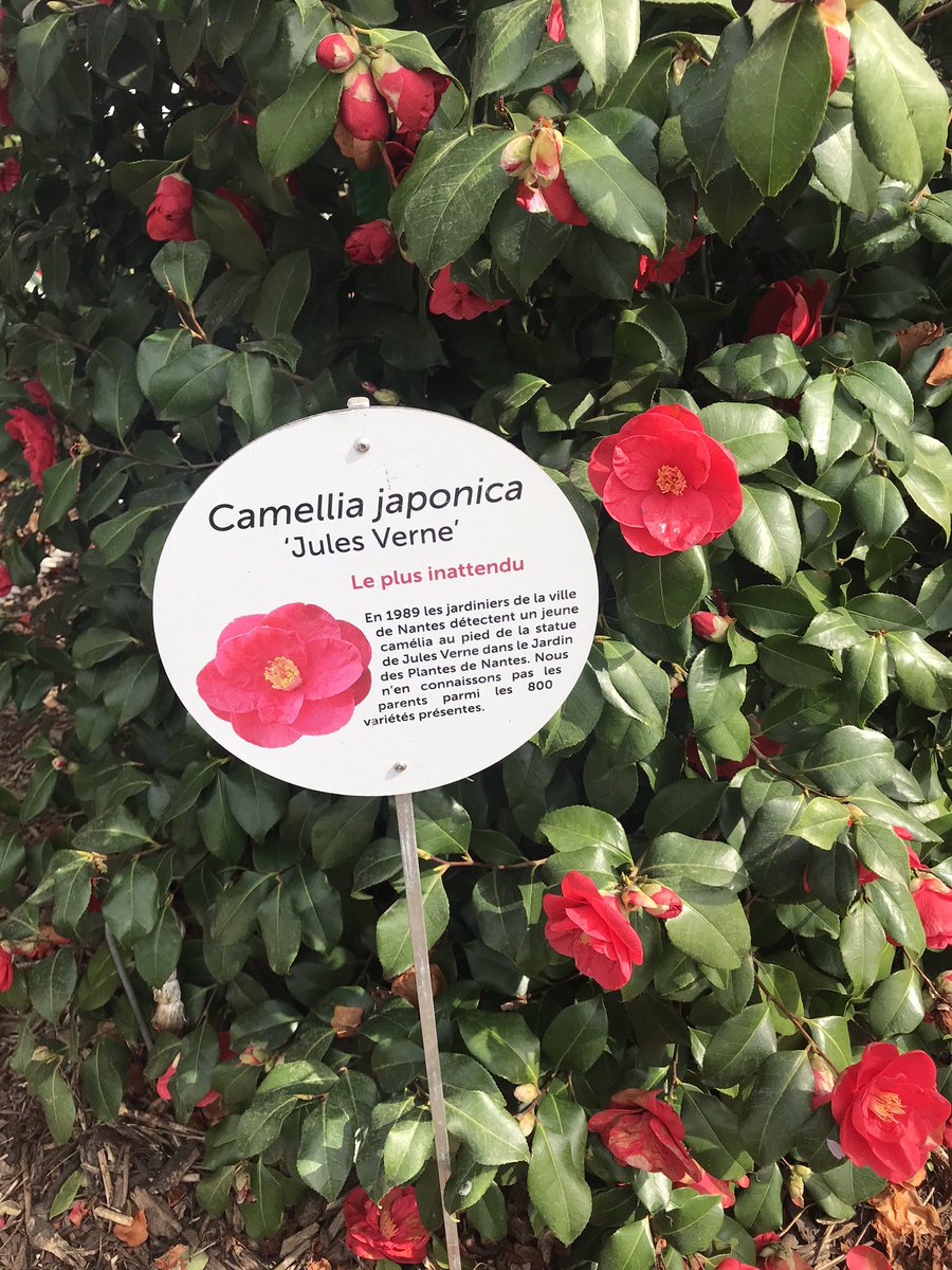 everfallcottage's tweet photo. saw camellias irl for the first time https://t.co/hIiXJxfUCw