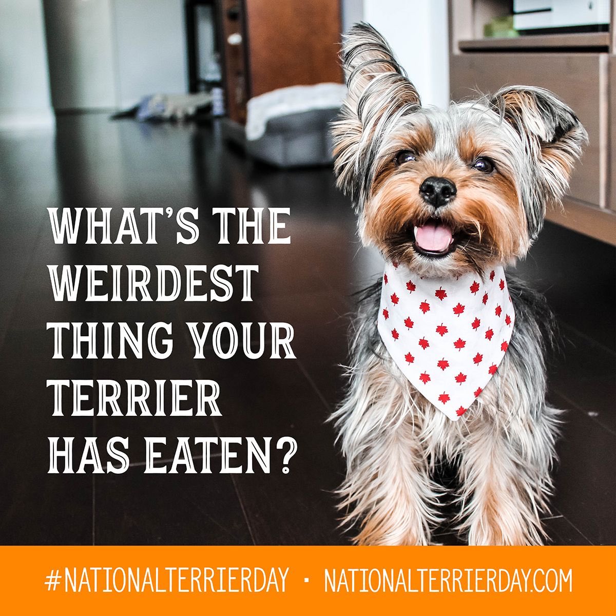 Hey Terrier peeps - yesterday one of our foster dogs managed to get a whole Victoria Sponge from the kitchen counter!  5 Star Terrier counter surfing - what’s the weirdest thing your terrier has eaten? #terriersoftwitter #nationalterrierday #teamterrier #greedyterrier