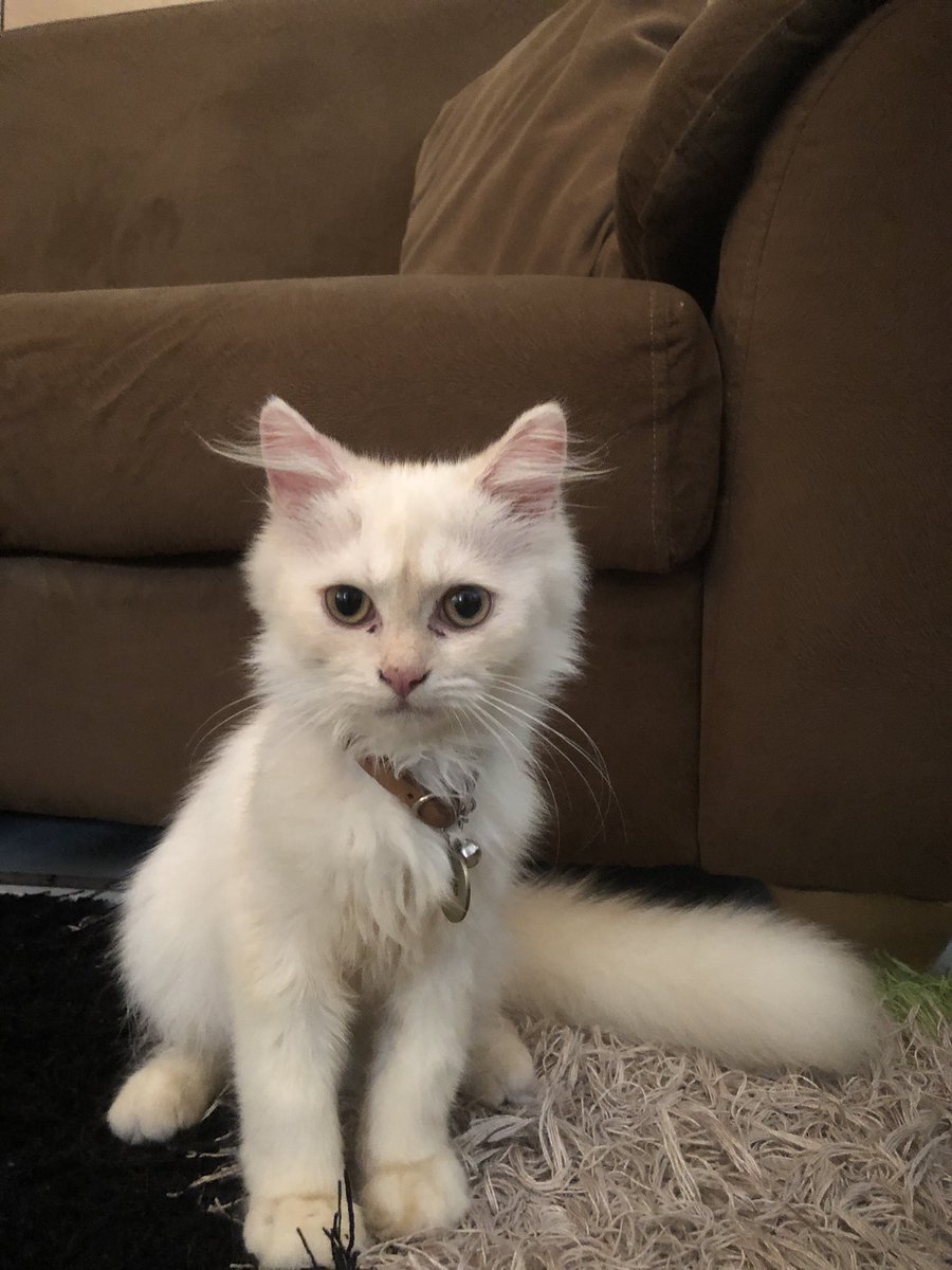 Fikri Kariri (@fikrikariri) on Twitter photo 