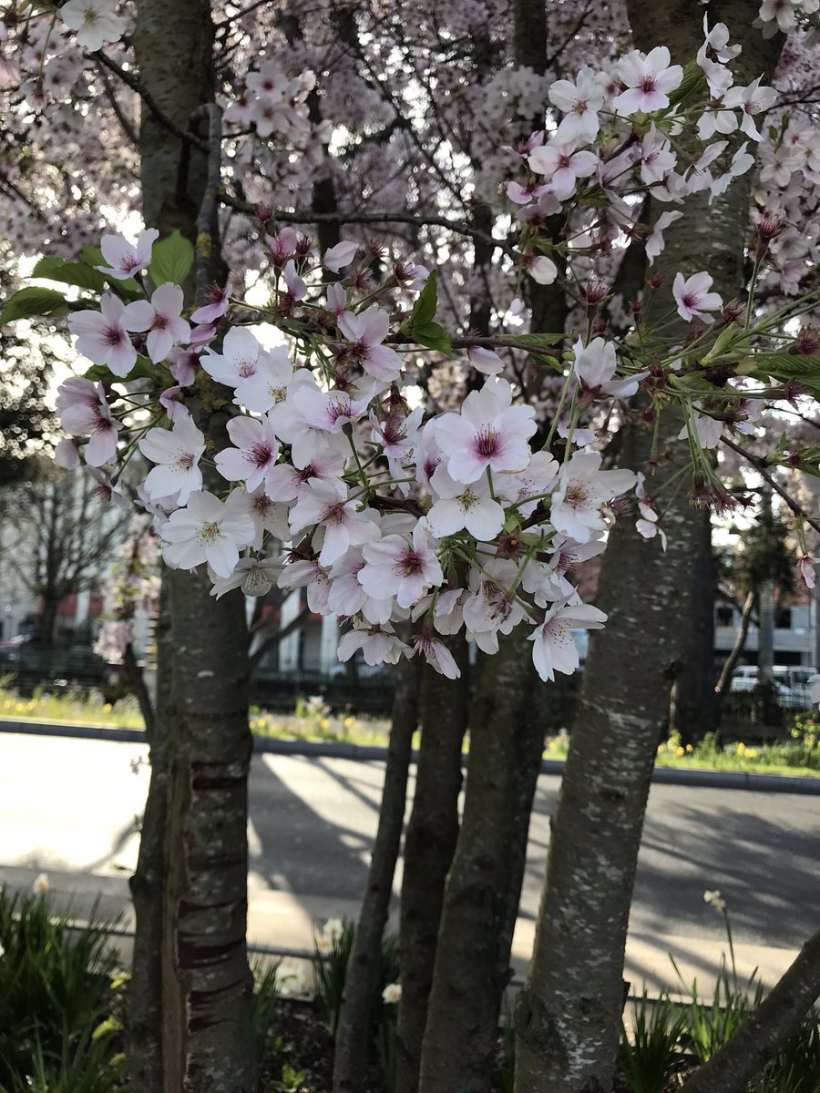 everfallcottage's tweet photo. also cherry blossoms! https://t.co/lvXulG1yBt