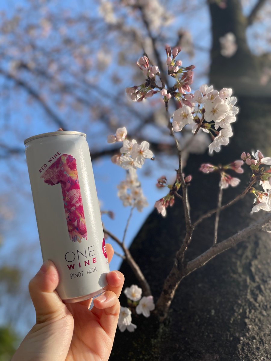 onewineofficial's tweet photo. ／
桜🌸×ピノノワール🍷
＼

桜の開花宣言されたのでお散歩してきました！
ピンク色に惹かれ、思わずピノノワールと📸
ピノノワールのキャッチコピー「軽やかでチャーミング」がまさに桜とピッタリですね😉
#ONEWINE #ピノノワール https://t.co/rybsHuXfSf