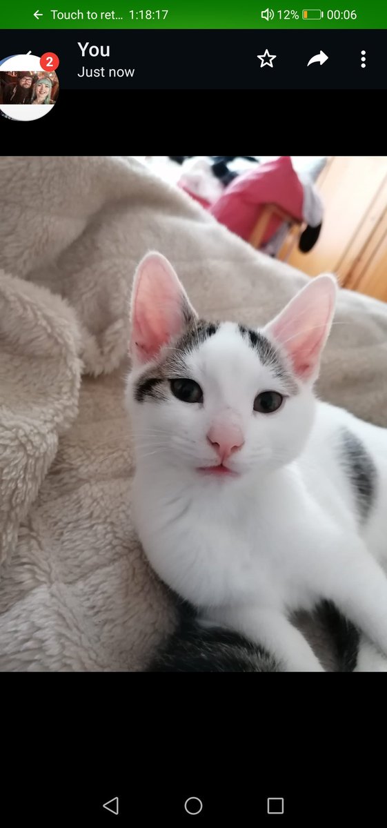 aoife_gwen's tweet photo. Please retweet, my 4 month old kitten Millie ran out the door without me noticing yesterday around 5.30pm, she's not an outdoor cat yet so doesn't have a collar on, nor is she microchipped as she's too little. Crookes/ Crookesmoor area https://t.co/8N6goGb5vO