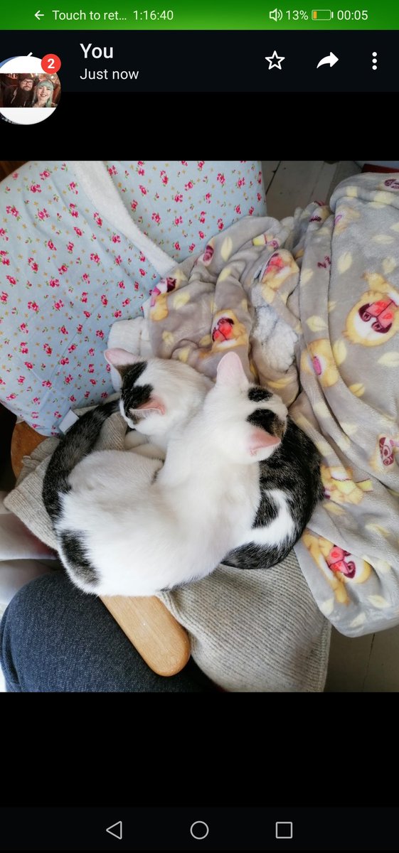 aoife_gwen's tweet photo. Please retweet, my 4 month old kitten Millie ran out the door without me noticing yesterday around 5.30pm, she's not an outdoor cat yet so doesn't have a collar on, nor is she microchipped as she's too little. Crookes/ Crookesmoor area https://t.co/8N6goGb5vO