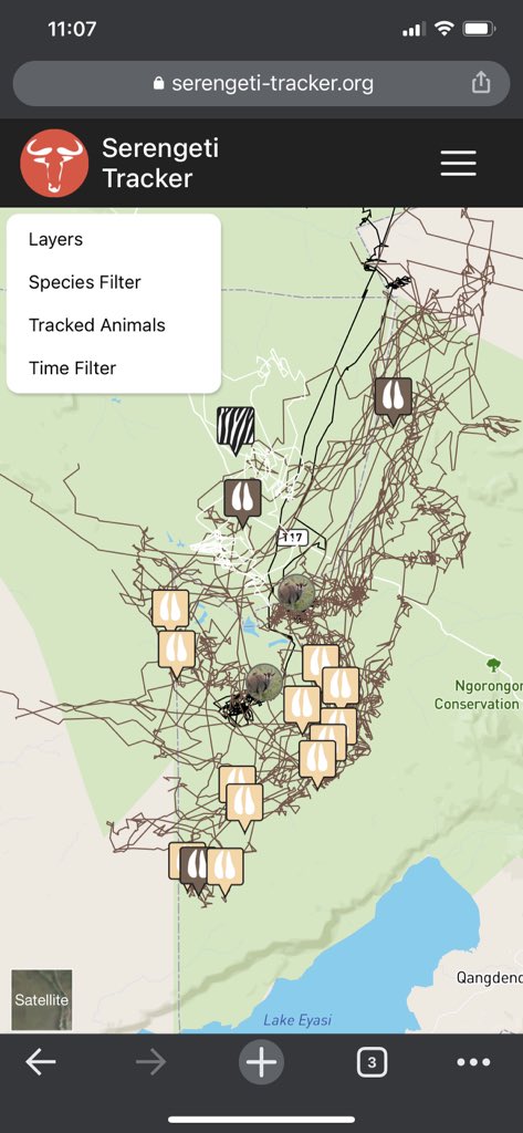 #MigrationUpdate 25 March 2022 - herds are spread out over the eastern plains from Kakessio, Makao to Matiti hill and southern lake Masek! Happy guiding! #tanzaniaunforgettable #safari #wildebeest #serengetimigration #MigrationUpdate #conservation #Tanzania #zebra #gnu #serengeti