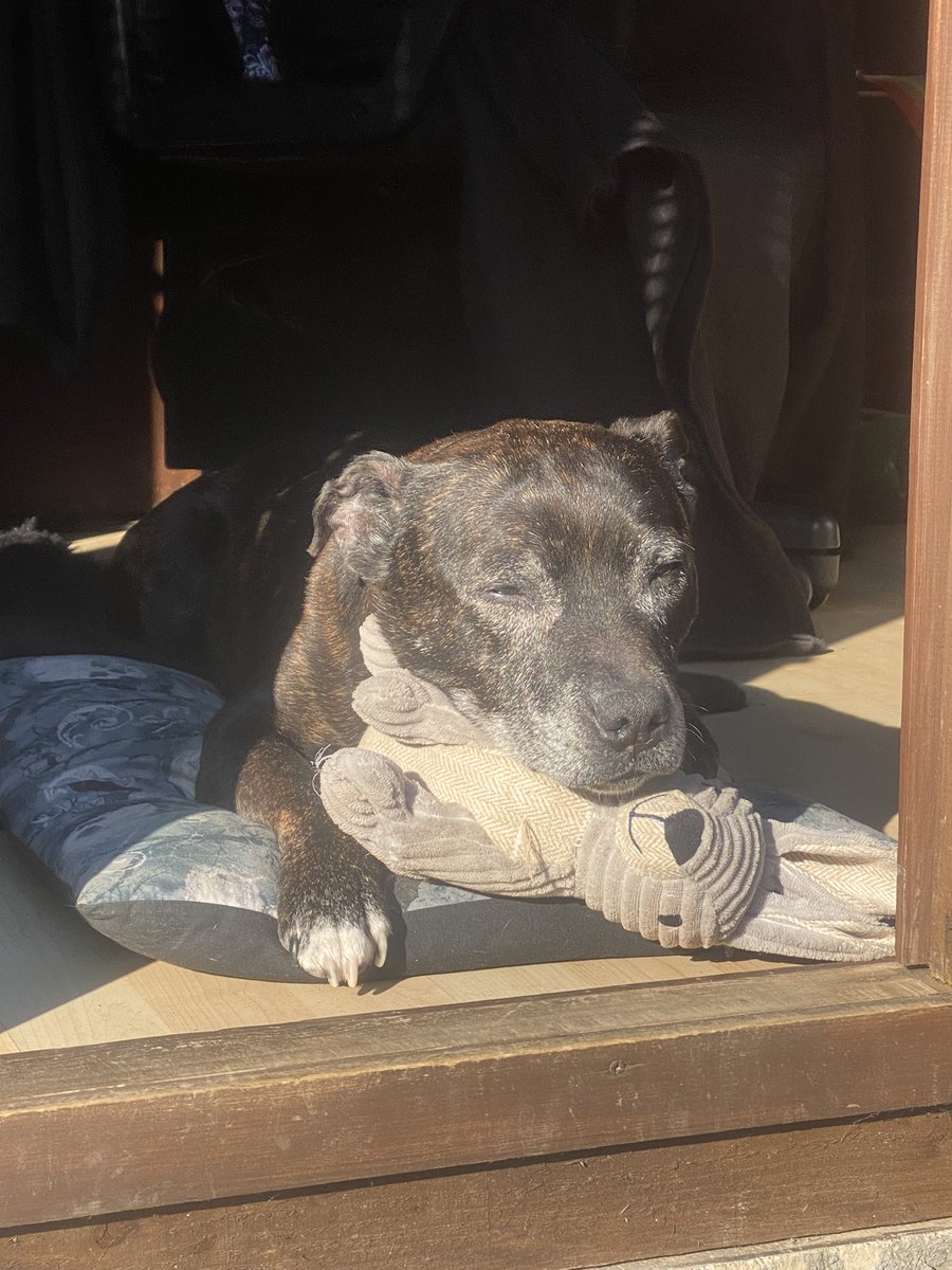 If only life was a simple as a #Staffie sun puddling with a squishy bunny ❤️ my beautiful Xena catching some rays 😍 #SeniorStaffie #MyGirl ❤️