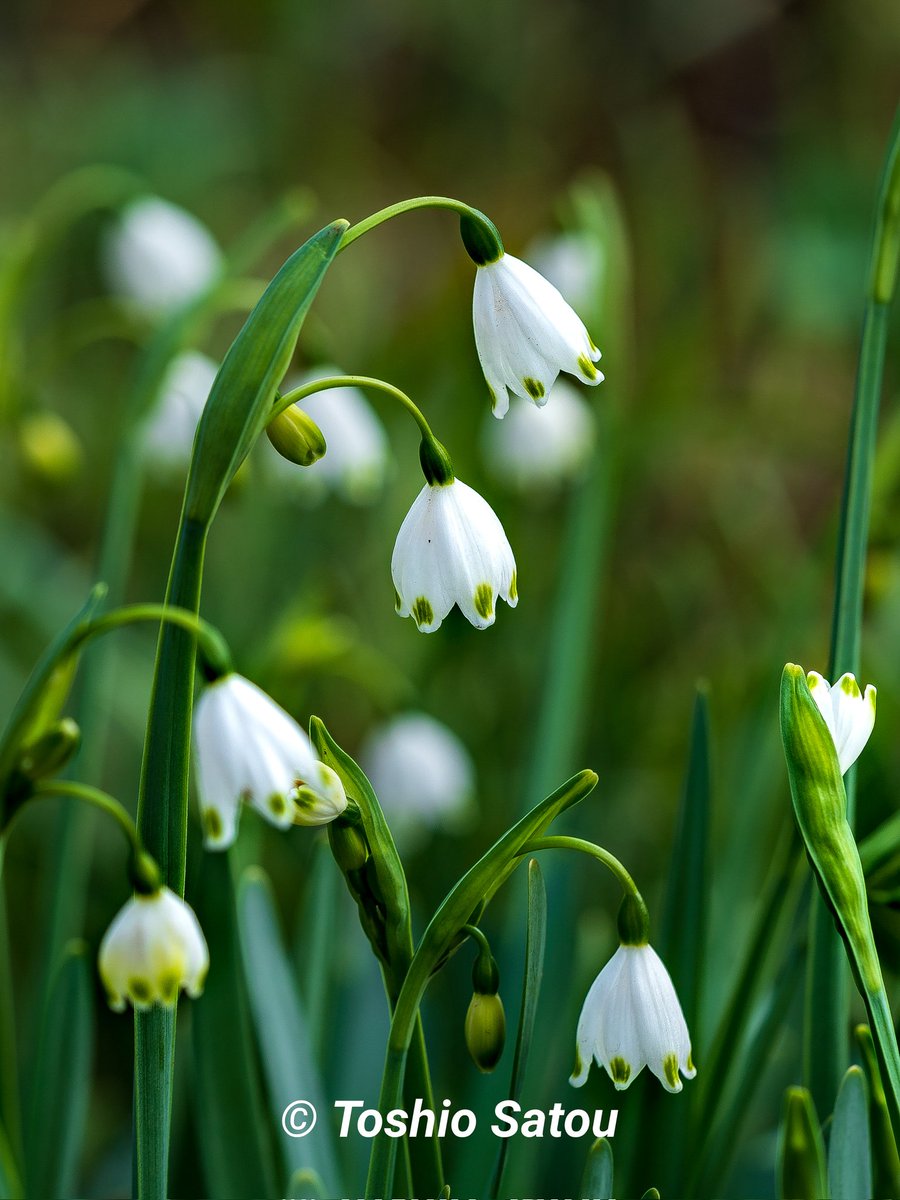 Toshio 近所の公園 スズランスイセンとも呼ば れとても綺麗なお花ですﾈ スノーフレーク 花写真 T Co Ghvqjzyzvg Twitter