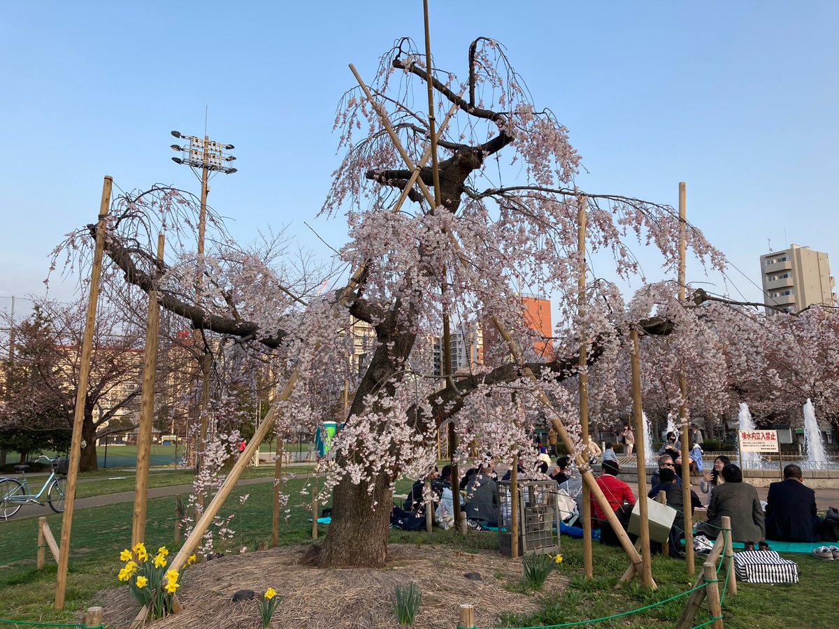 artspot_live's tweet photo. [すみだライブのお願い]
・前後左右1m以上間隔を空けてご観覧ください。
・車ではなく公共交通機関をご利用ください。
・飲食スペースでおしゃべりはお控えください。
・手拍子、掛け声はお控えください。

感染予防の徹底、近隣の方たちへの迷惑防止
※写真は現在の錦糸公園
#シェア https://t.co/1AOrPbzs4J
