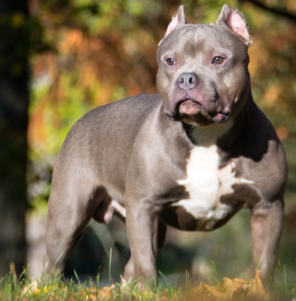 thelastpieonear's tweet image. This is the dog type, American Bully, that was introduced into the family with a toddler, with such tragic results, what on earth were they thinking ?