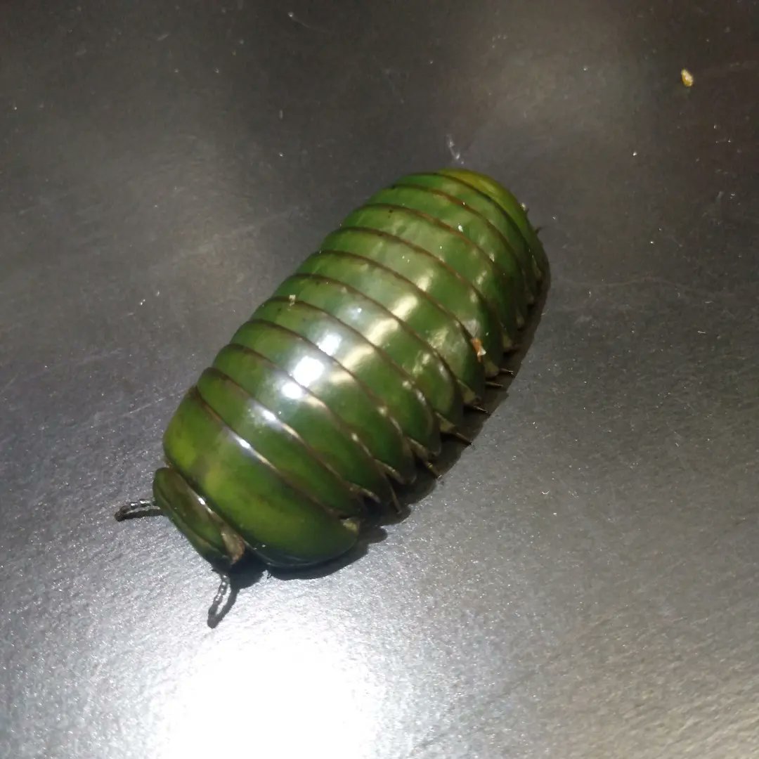 爬虫類専門店ｃｒｅｓｔａ Cresta入荷 マダガスカル便 メガボール3匹 状態良好 全国発送可能 5000 爬虫類 爬虫類専門店 メガボール 奇蟲 タマヤスデ ダンゴムシ ホウセキタマヤスデ ヤスデ ネッタイタマヤスデ ダンゴムシ Pill