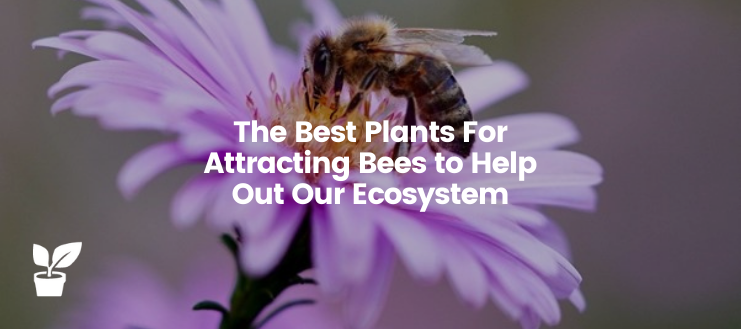 This article listed the best plants rich in nectar and pollen for attracting bees in your own garden that also help out the world ecosystem.

👉For more quality gardening insight, follow @irrigationsupplies

#BeesFlowers #BeesPlants #BeeFlower #BeeGarden #Garden #Gardening