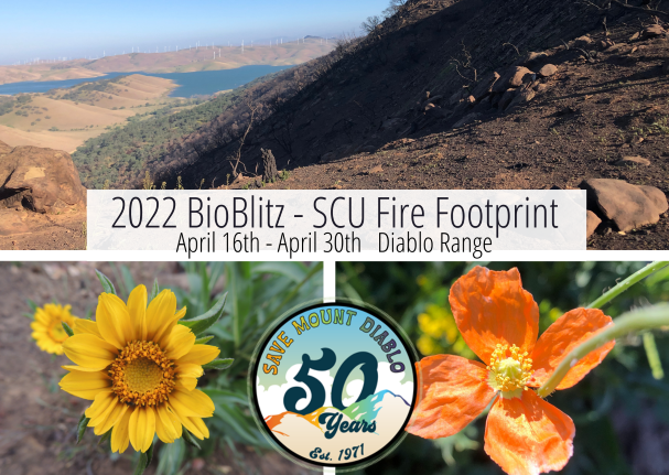 SaveMountDiablo's tweet photo. Calling all citizen scientists! From April 16–30, join Save Mount Diablo's largest BioBlitz yet.
Learn more at our info session on April 13th: https://t.co/alx3OpWfln
#SaveMountDiablo #CitizenScience #BioBlitz #DiabloRange #MountDiablo #MtDiablo https://t.co/3tua4F3seD
