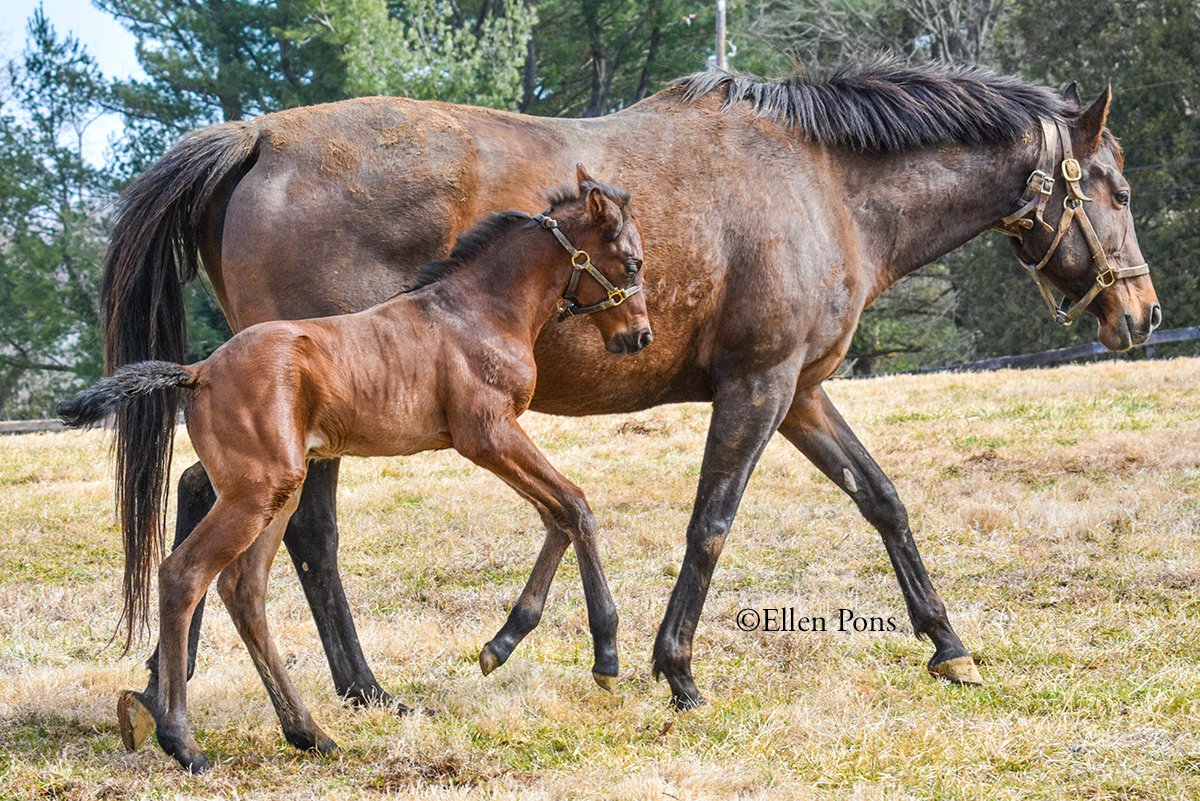 Happy #MarylandDay & #FoalFriday! This #MDBred colt by Win Win Win, out of the Candy Ride (ARG) mare Candystand, was bred by @trombetta_mike 👏 He was born Feb. 19 at @CountryLifeFarm. Don't miss @DanRodricks latest column, written after a visit to CLF: bit.ly/3qA9O6U