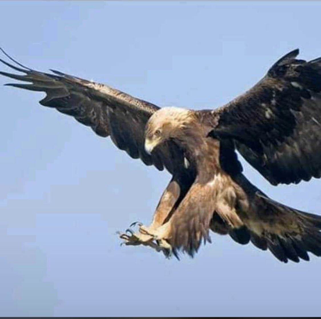 <a href="/mali_uf/">UFMali</a> à l’instar de tout le peuple malien souhaite bonne chance à nos <a href="/AiglesduMali/">Aigles du Mali </a>. Notre gloire et notre destin victorieux s’écriront à partir de ce soir. Allez les aigles 🦅 !🤞🏿⚽️💪🏿 #malipuissanci