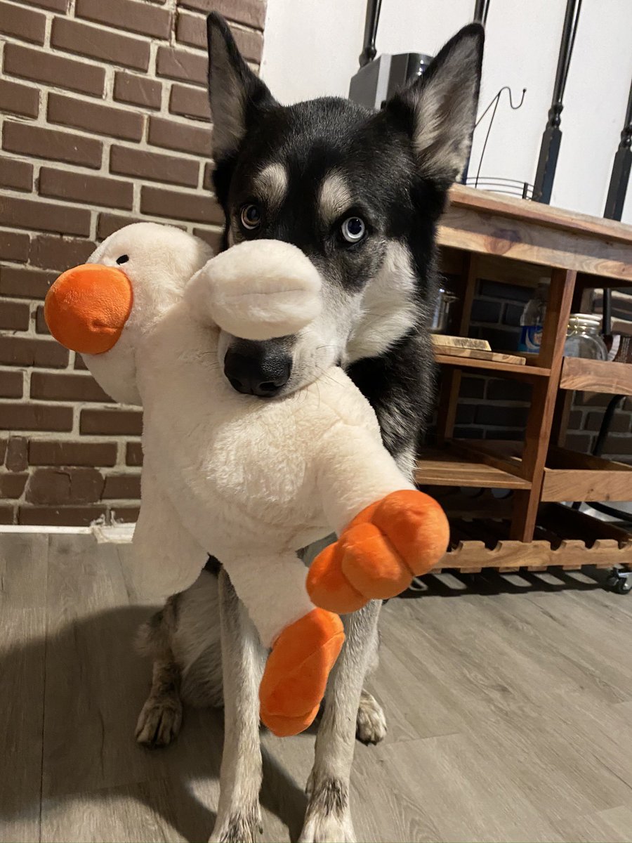 #PhotoChallenge2022March day 25 : a stuffed friend! This duck didn’t last long but he was fun while he lasted #twitterdogcommunity #dogtwitter