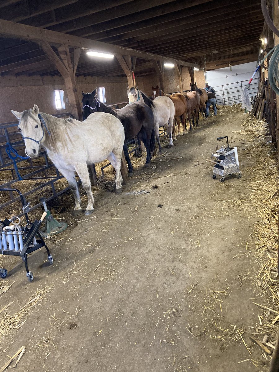 DJBuseman's tweet photo. Pulling cleats off today. That means we will likely get another ice event of some sort soon. #Calving2022 #BusemanAngus https://t.co/uoaHFrXRHD