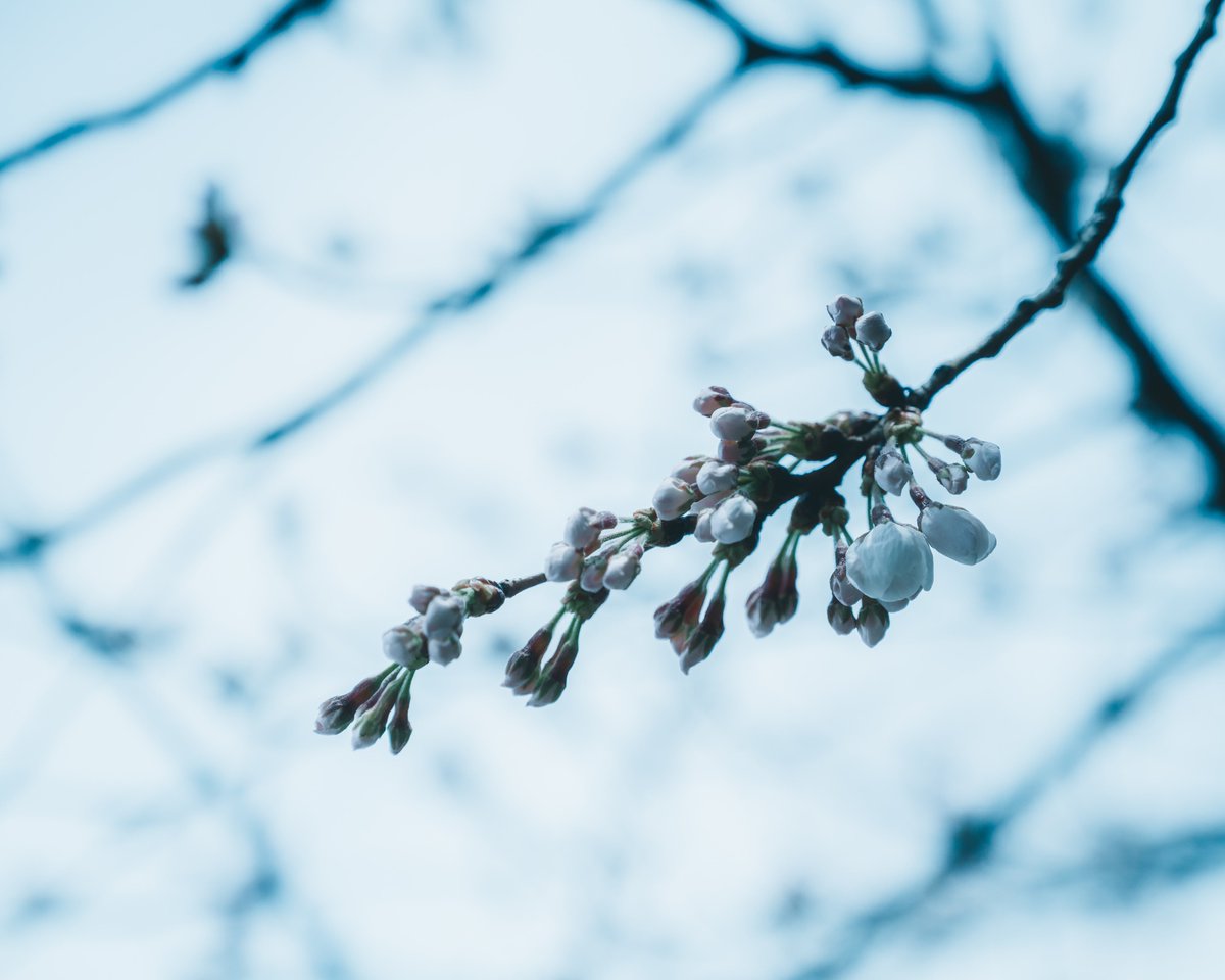 e_tk77's tweet photo. 中目黒 桜

#写真好きな人と繋がりたい #カメラ好きな人と繋がりたい #ファインダー越しの私の世界 #tokyocameraclub #photography #cherryblossom https://t.co/P3pC1JVFEA