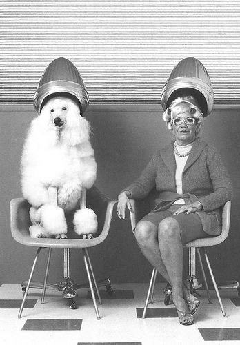 The Poodle Club tweet media
