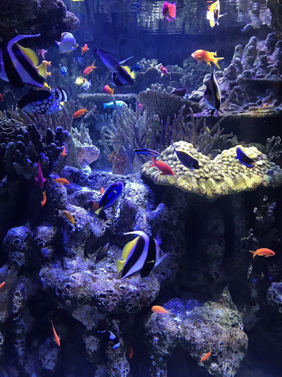 TruSturi's tweet photo. Just keep swimming.. https://t.co/dUhJ1JkexR