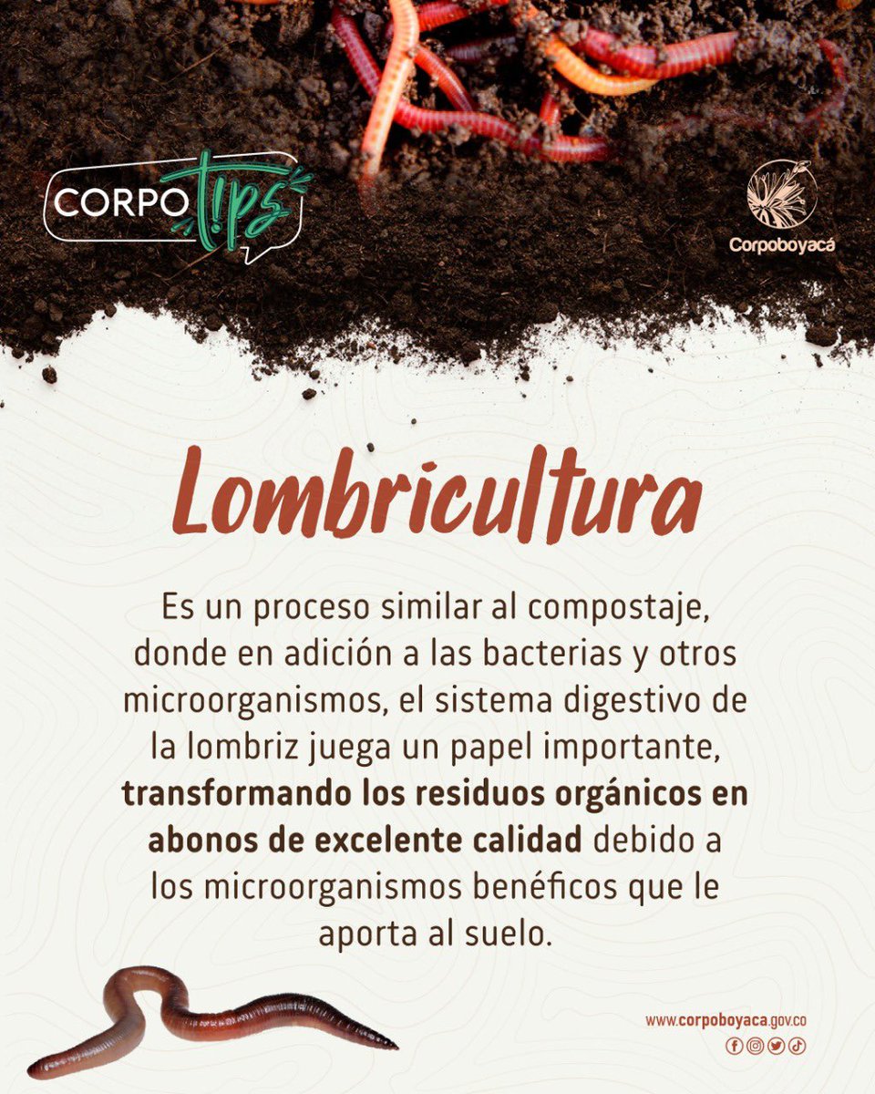 Corpoboyaca's tweet photo. #CorpoTips | La lombriz roja requiere de altas concentraciones de materia orgánica para alimentarse, pueden consumir prácticamente todos los tipos de materia orgánica, pudiendo ser esta de origen orgánico vegetal,
animal o mixto, fresco o en diferentes estados de descomposición🪱 https://t.co/QMdTVv5sVE