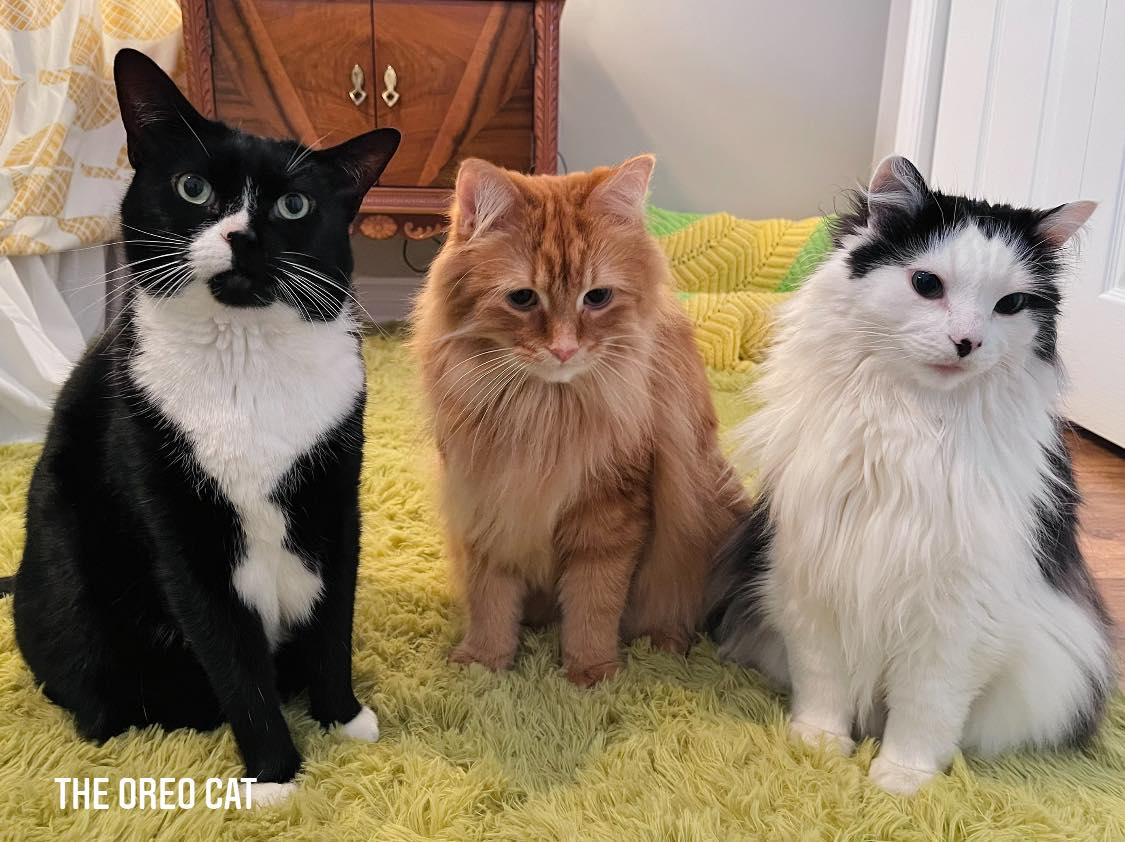 TheOreoCat's tweet photo. Friday morning Fluff Squad meeting. 💙🧡💚

#theoreocat #CatsOfTwitter #TGIF https://t.co/KMQPo5NUB4