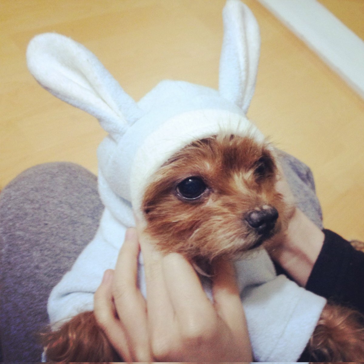 gabinyoon's tweet photo. 무지개🌈다리 건넌 보고픈 하니✨ 비 오니까 더 생각나~🌿 https://t.co/VewdRcXR5q