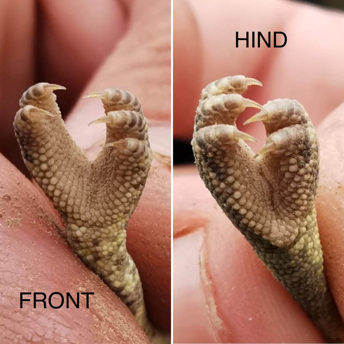 MfaziNkonzo's tweet photo. Flap-necked chameleon feet. Feet make tracks! The 3 toes are on the inside on the front foot, and on the outside on the hind foot. #trackingisoriginalwisdom #trackermentoring #cybertracker #herptracks #tracksandsigns #wildlifetracking #chameleon https://t.co/MXPlFGMz3f