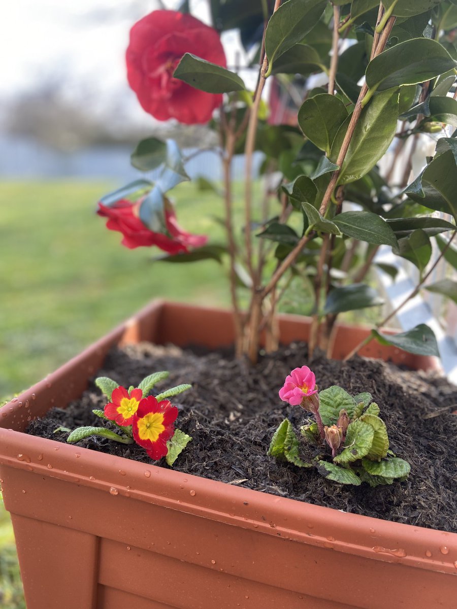 MealeyProjects's tweet image. Thank you Trevor for coming and making our garden look so pretty! We look forward to spending time out there 🌺🌸🌳